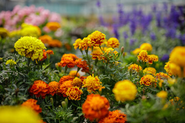 Plants and flowers in the sunny greenhouse or horticulture