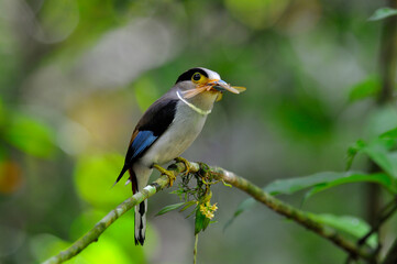 Silver-breasted Broadbill