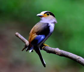 Silver-breasted Broadbill, Serilphus lunatus, posting on the branch with great details, bird