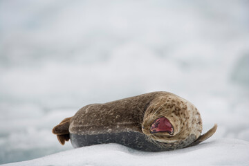 Harbor Seal on Iceberg, Alaska