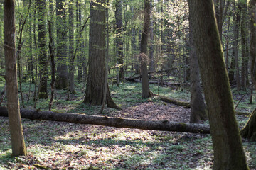 Bialowieza forest, Poland