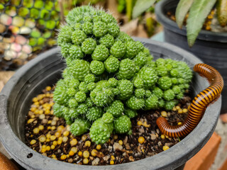 Mini cactus with millipede in home garden