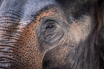 Amazing detail on an elephant's head with an eye. © Jiří Fejkl