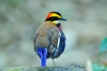 Male of Banded Pitta spiky hair do in the early moring with best back details
