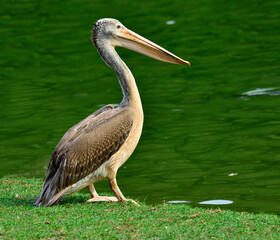 Spot-biledl pelican, pelecanus philippensis, posing in beside the pond with green water as background, bird