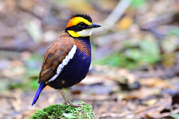 spiky hair of male of Banded Pitta on the mossy rock