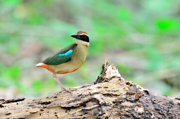 Fairy pitta standing on the rock  with lear background