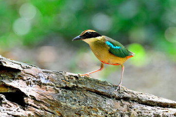 A fairy pitta with sunshine and clear background