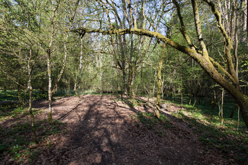 Bialowieza forest, Poland
