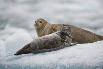 Harbor Seals on Iceberg, Alaska