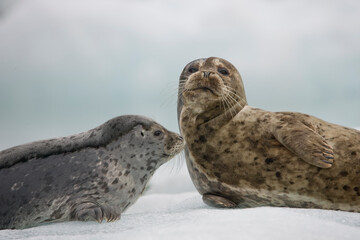 Harbor Seals on Iceberg, Alaska