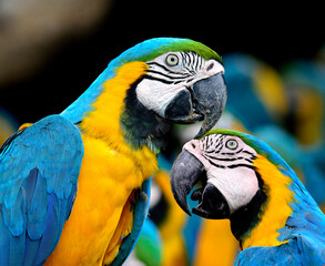 Sweet pair of kissing blue and gold macaw parrot birds