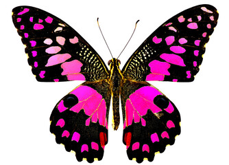 Sweet Pink Lime Butterfly