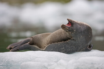 Harbor Seal on Iceberg, Alaska