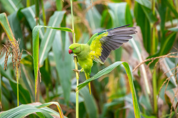 Rose ringed parakeet and maize farm field