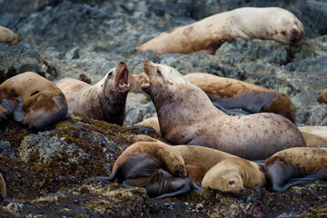 Steller Sea Lions Fighting, Alaska