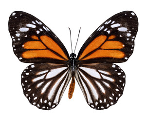 White Tiger Butterfly upper wing profile in natural color