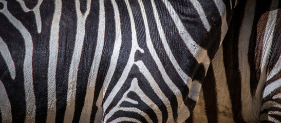 background which the structure of hide of zebra is represented on