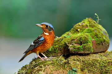 White-throated Rockthrush