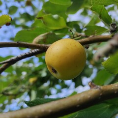 apple on tree