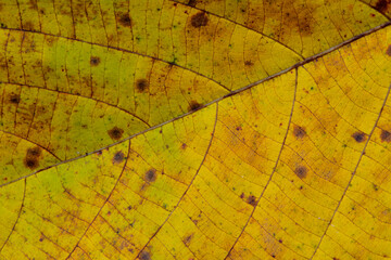 Yellow leaf with nice texture and pattern