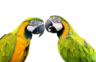 Yellow Macaw Parrot birds in love moment isolated on white background
