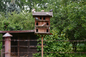 Wooden pigeon house with pigeons in the garden. Green trees in the background. 