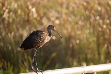Limpkin, Everglades, Florida