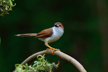 Yellow-eyed Babbler