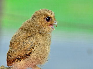 Young Brown Owl with blur green background