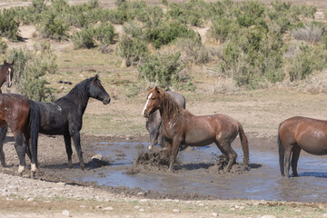 Wild Horses at a Waterhole in Utah