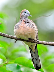 Obraz premium Zebra Dove (Geopelia striata) pwexhing on the tree branch with nice background