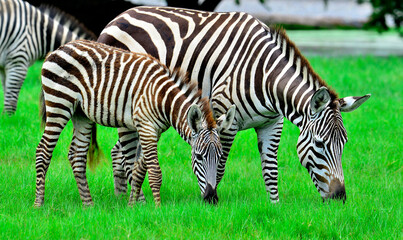 Fototapeta na wymiar Zebra and its pony with black and white stripe camouflage eating grass in the green field
