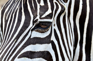 Fototapeta na wymiar Zebra eye inside its camouflage face with black and white stripes