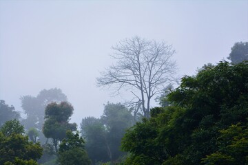 Dense forest fog & tree