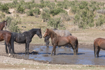 Fototapeta na wymiar Wild Horses at a Waterhole in Utah