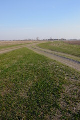 Fototapeta premium A narrow dirt road in an evening field. Clear blue sky over the field.
