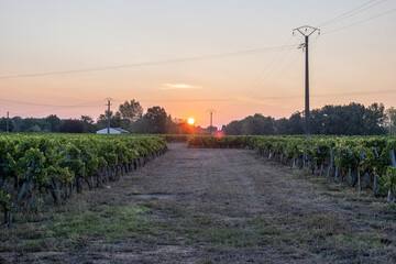 vineyard in the morning, sunrise