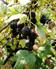  ripe berries of black currant among leaves