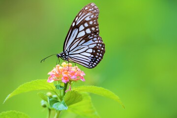 Obraz premium White tiger butterfly