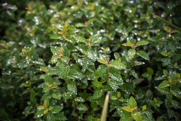 Flowers on the branches of a bush after rain. Drops of water on the leaves