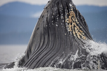 Lunge Feeding Humpback Whale, Alaska