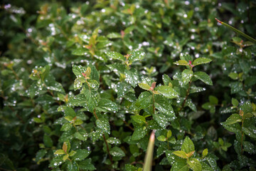 Flowers on the branches of a bush after rain. Drops of water on the leaves