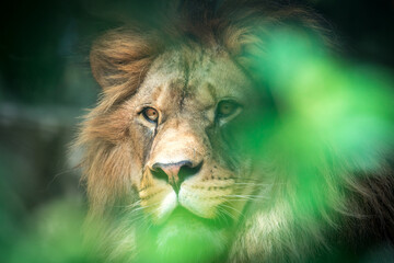 The lion of Berber predator face nad dangerous sight