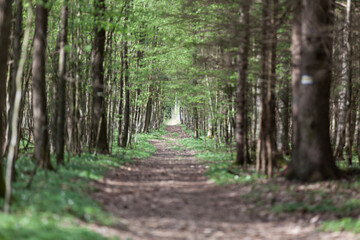 Bialowieza forest, Poland