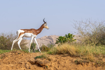 A critically endagered Sahara Africa resident, the Dama or Mhorr Gazelle at the Al Ain Zoo (Nanger...