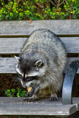 Raccoons (Procyon lotor) eating on a bench next to a garbage or trash in a can invading the city in...