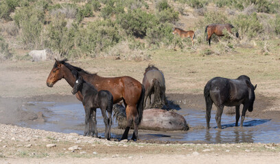 Wild Horses at a Waterhole in Utah