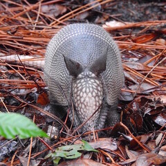 armadillo close up showing intricate mosaic pattern