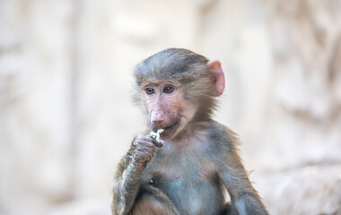 Fototapeta premium Papio hamadryas or the baboon roars with its mouth open, sharp teeth are visible, it is all on a black background
